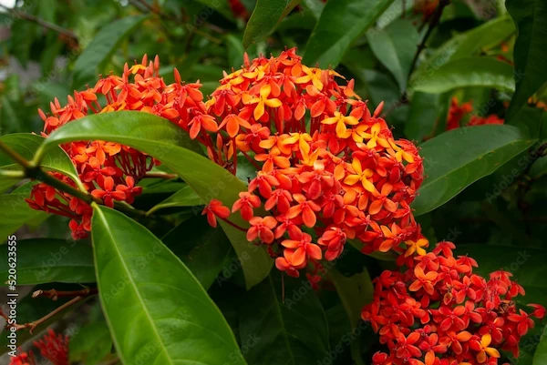 Ashok Benefits